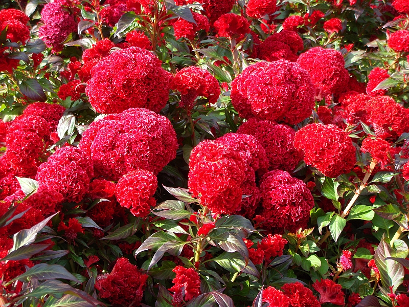 198 Longwood Gardens [2008 August 23].JPG - Longwood Gardens in Pennsylvania